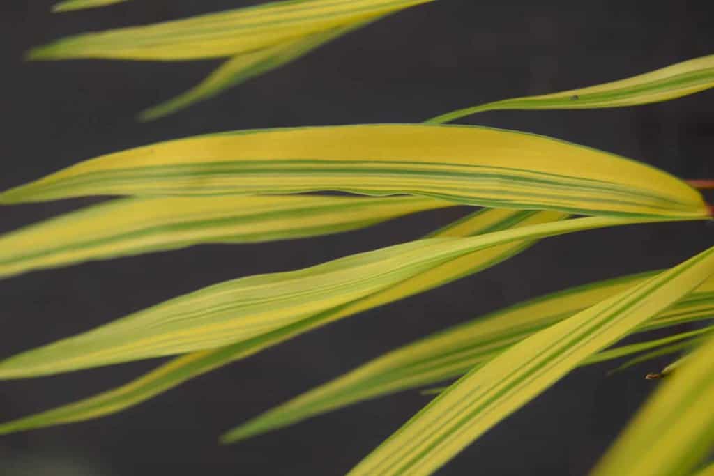 Hakonechloa macra 'Aureola' ---